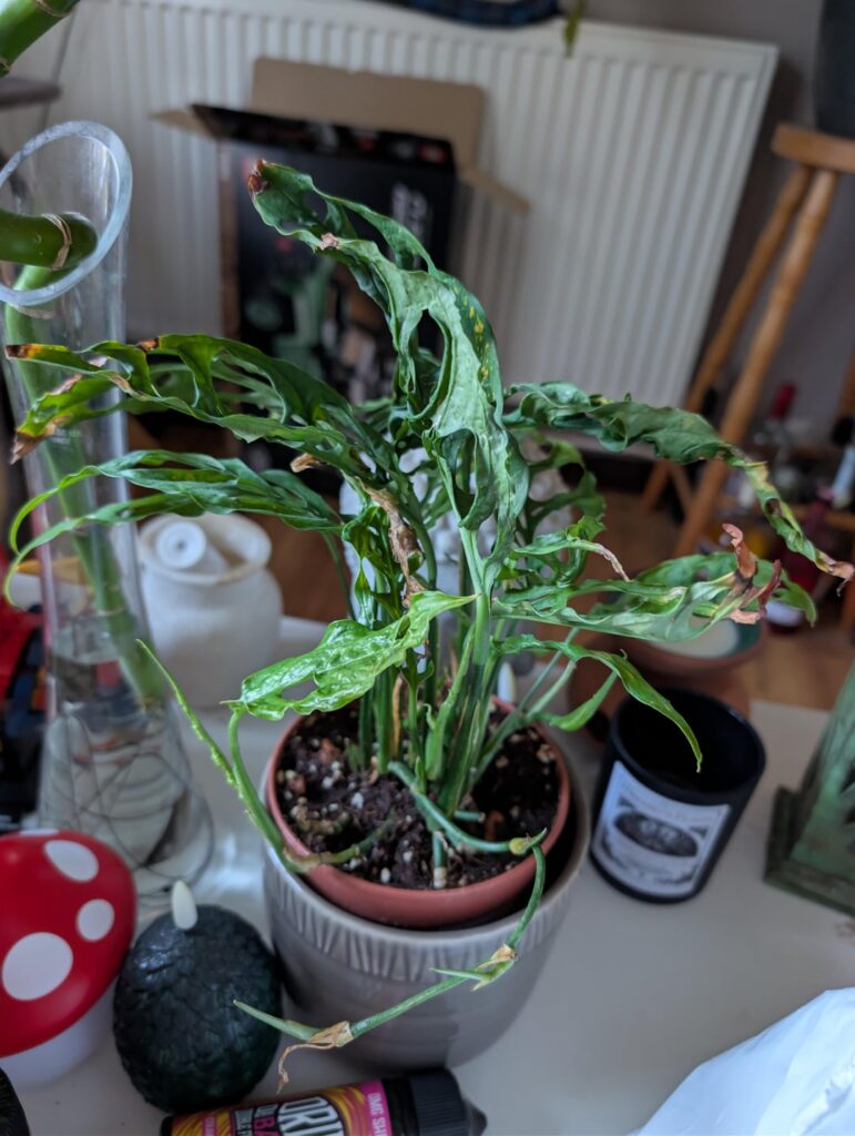 Please help