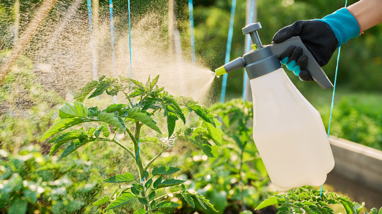 The Natural Fertilizer Your Garden Needs Is Already In The Kitchen The Natural Fertilizer Your Garden Needs Is Already In The Kitchen