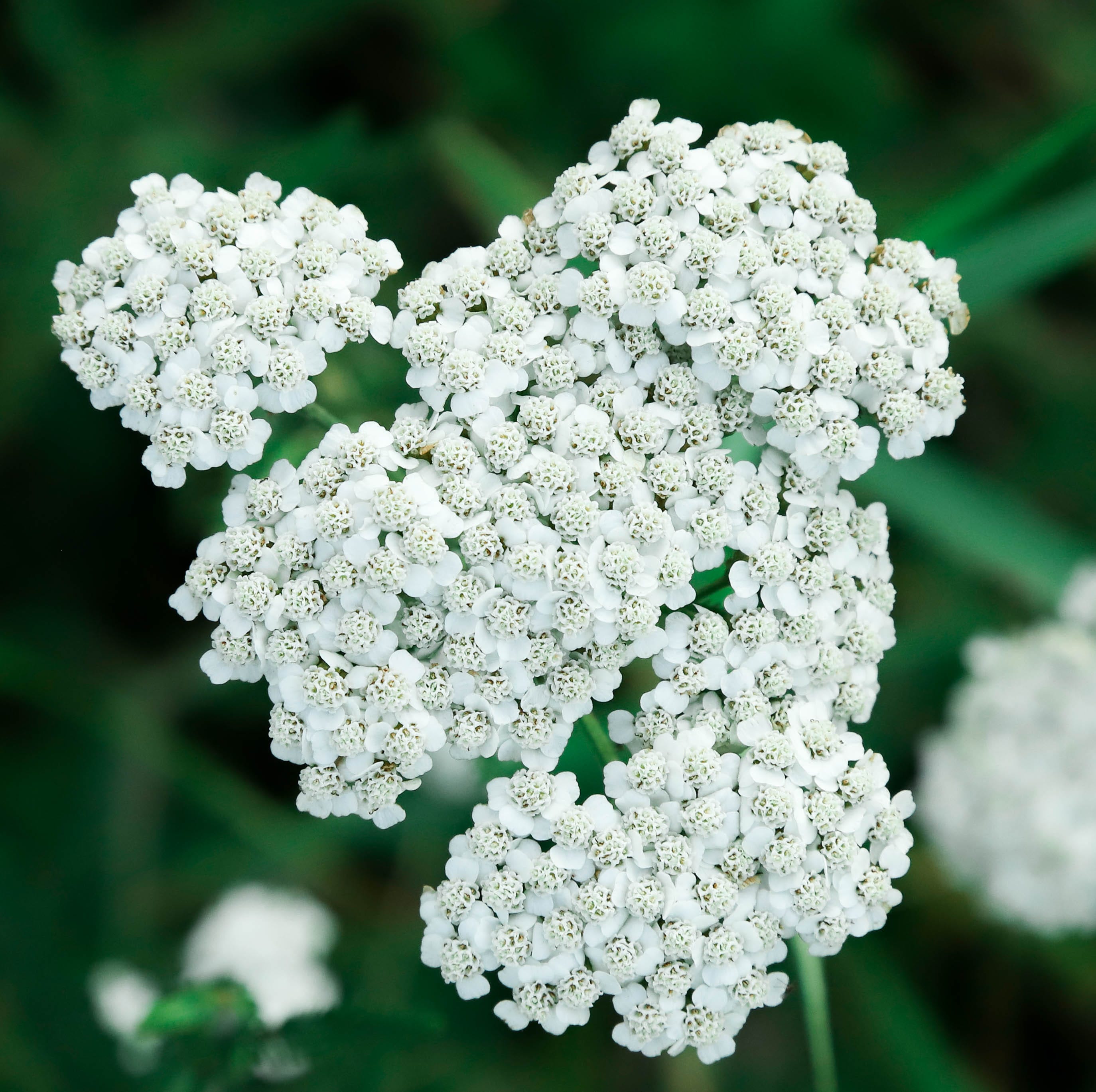 achillea millefolium