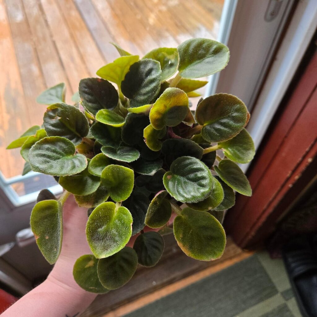 Splitting this violet- where do I start??? Splitting this violet- where do I start???