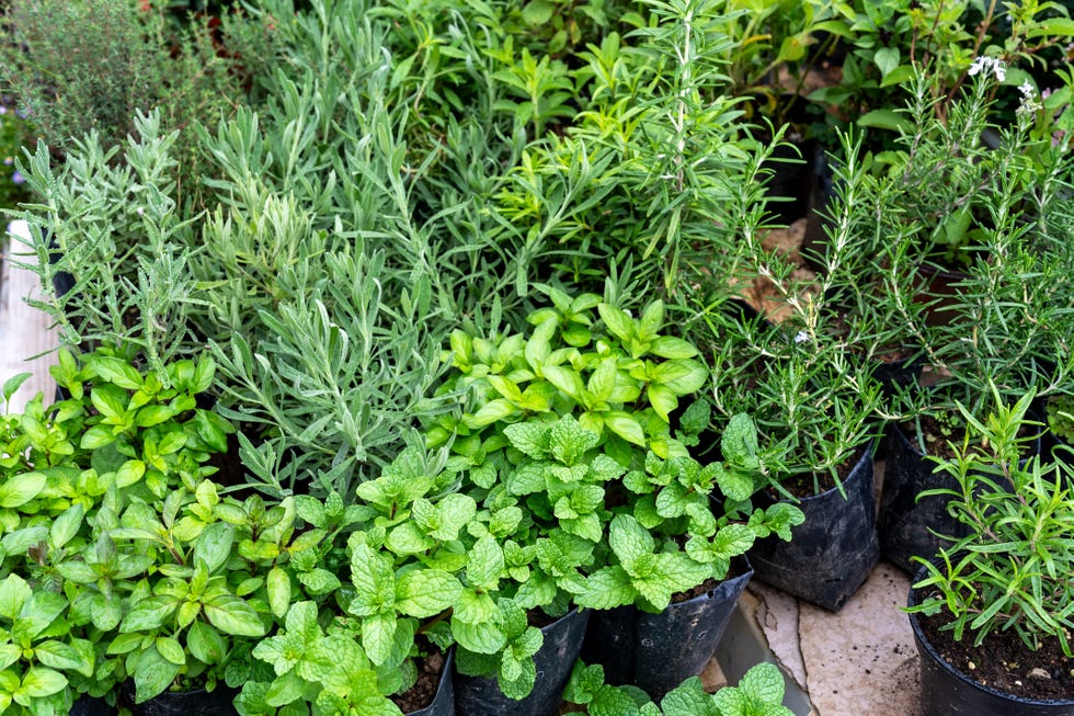 Variety of Herbs Variety of Herbs
