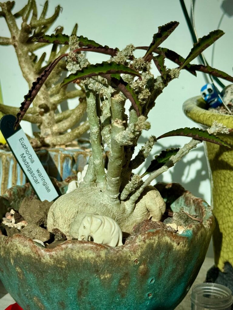A favourite of my, waringiae, is waking up now