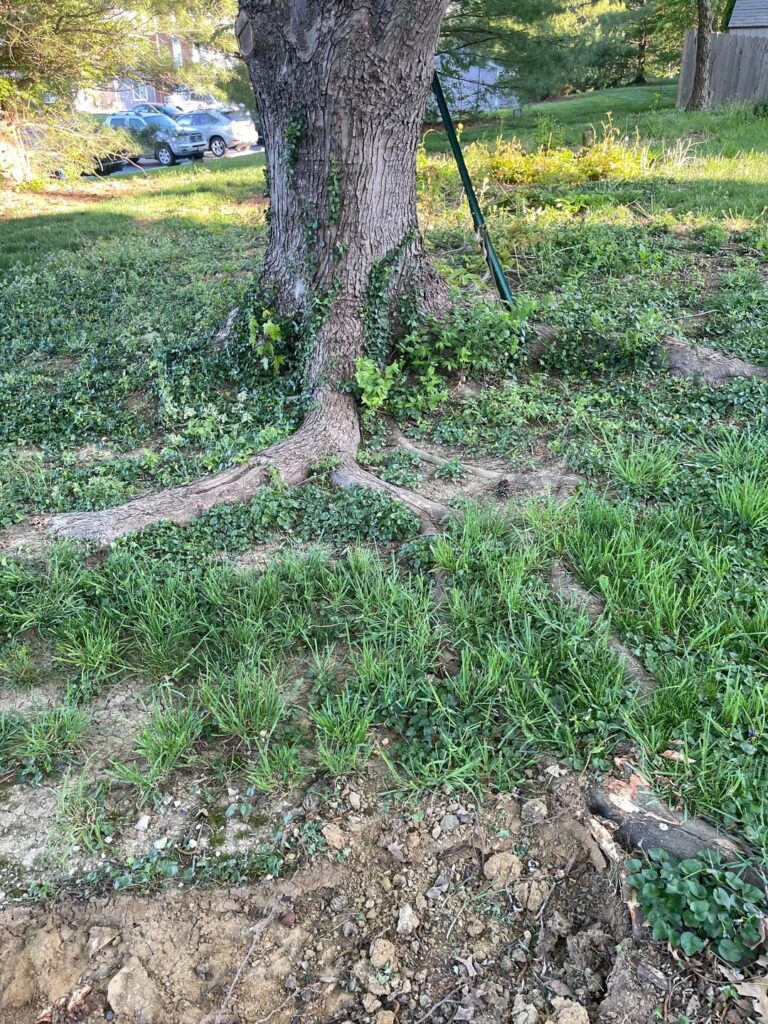 Help: Trees damaged from landscaper