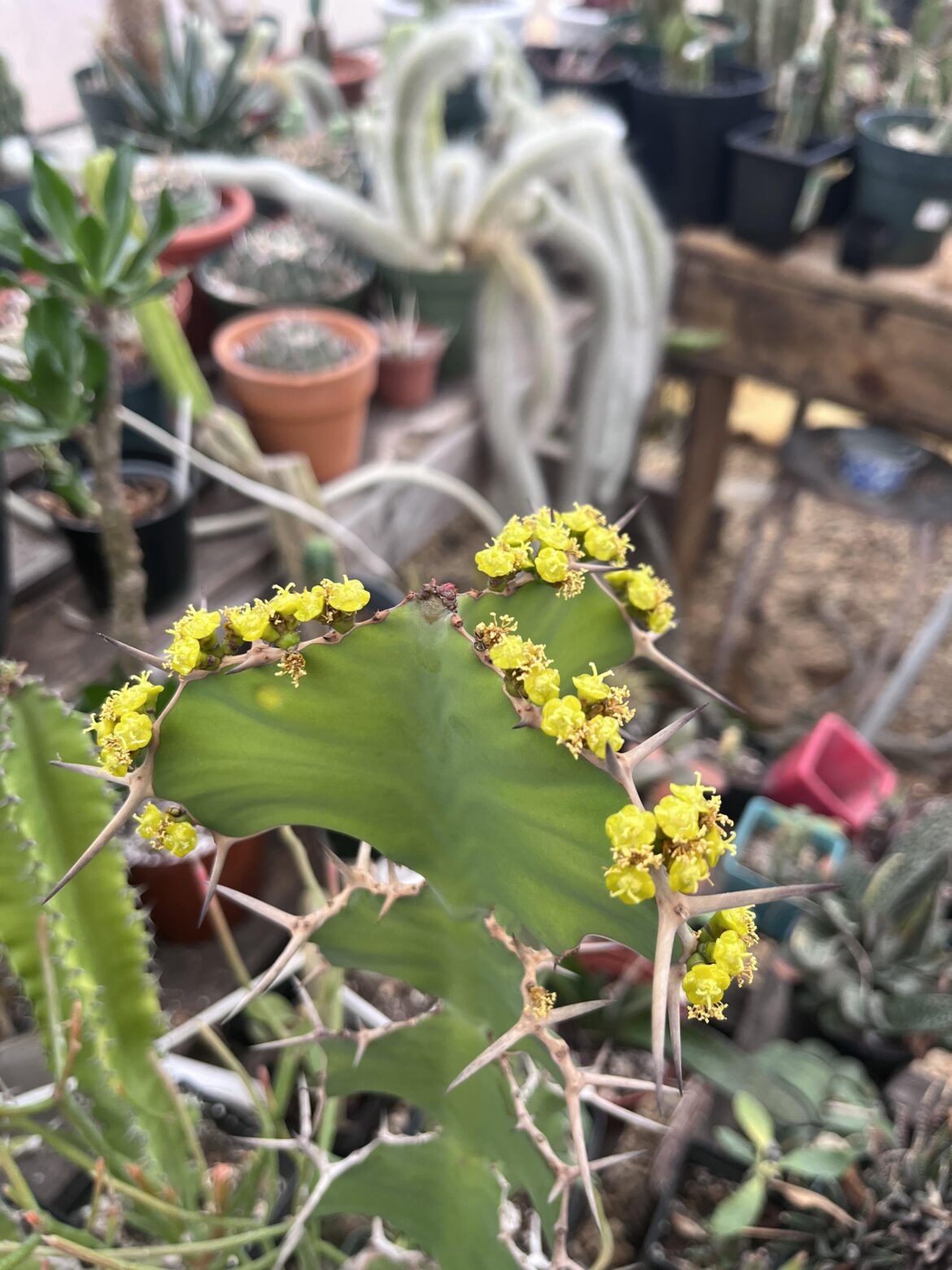 Euphorbia grandicornis