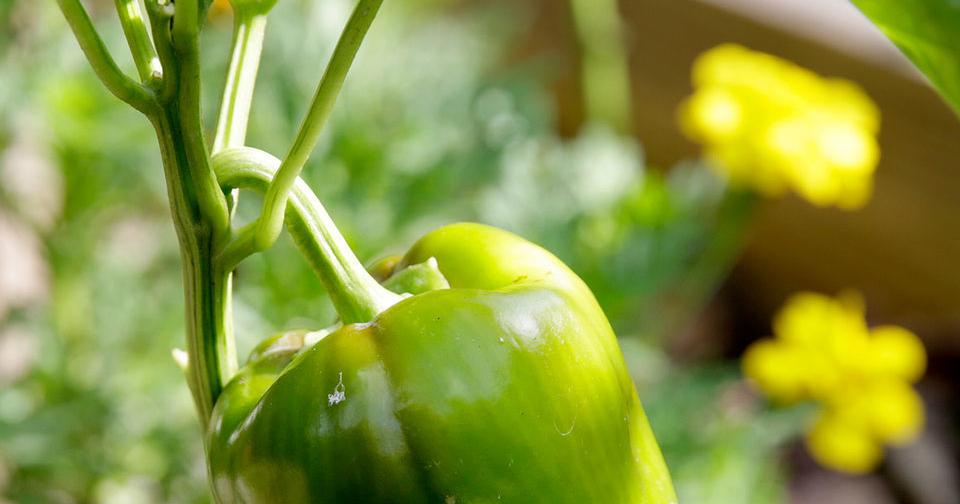 Peppers cross-pollinate, and more garden tips from Dan Gill | Home/Garden Peppers cross-pollinate, and more garden tips from Dan Gill | Home/Garden