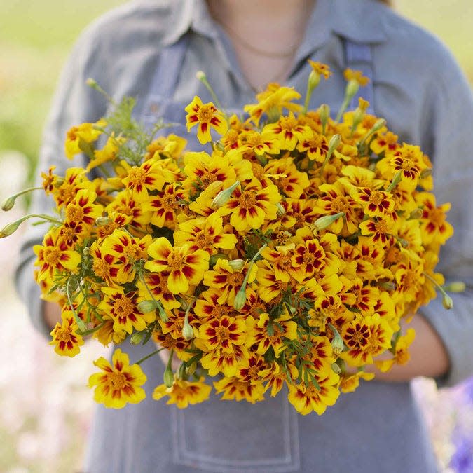 The Only Annual Flower You Need to Plant