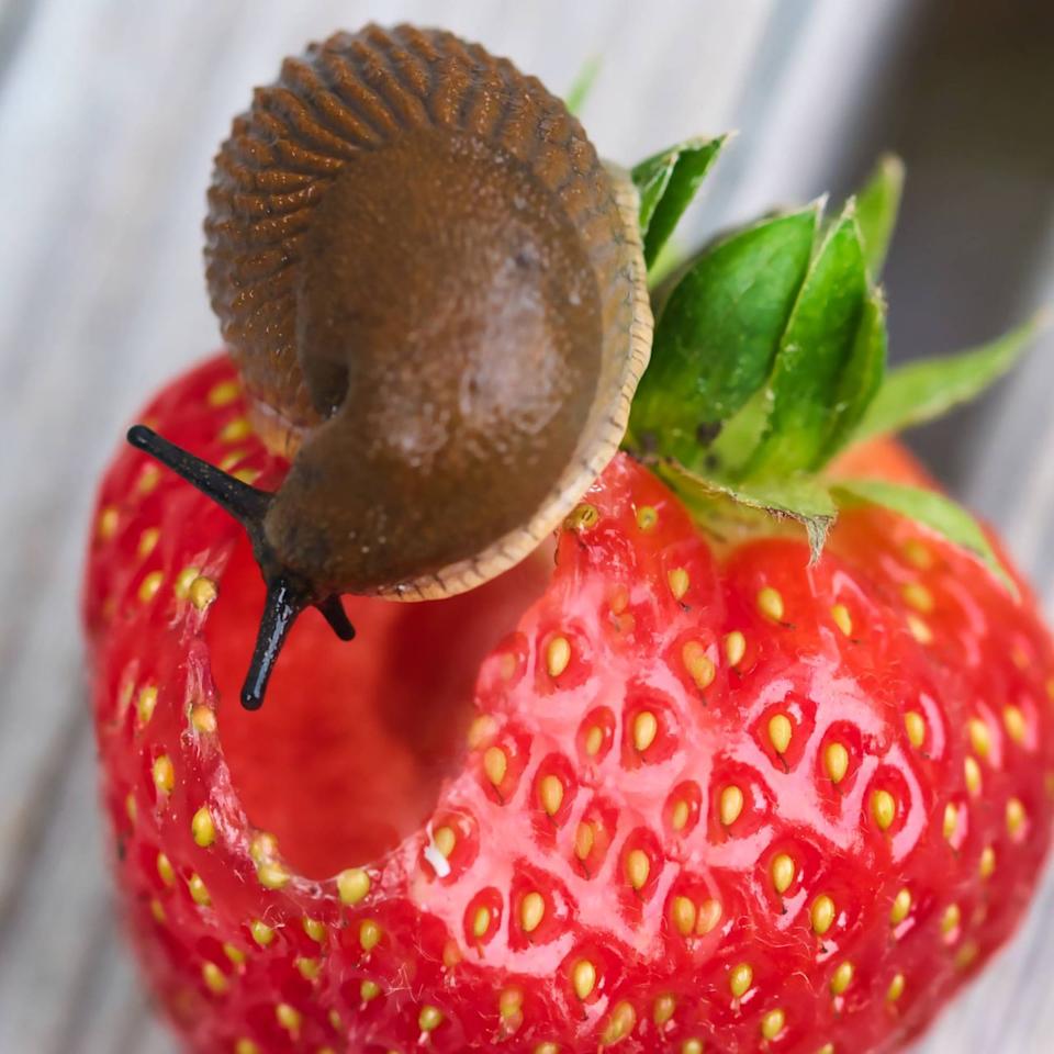  Slug eating strawberry. 