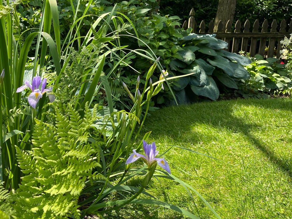 Garden lawn iris growing in a garden with mowed lawn