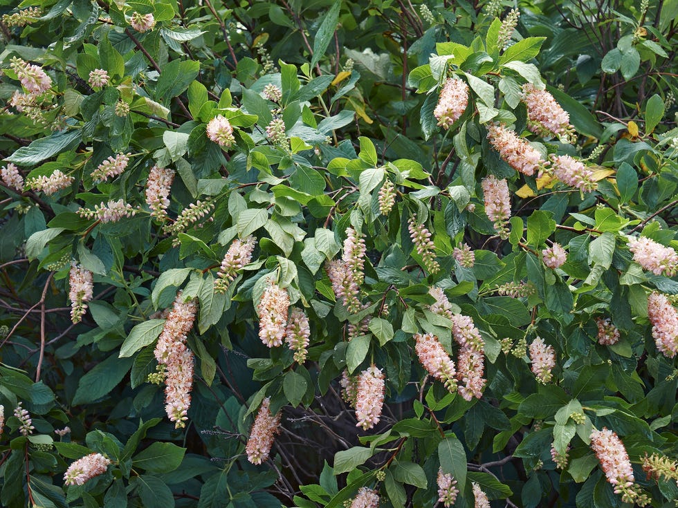Close-up image of Summer Sweet bush in blossom