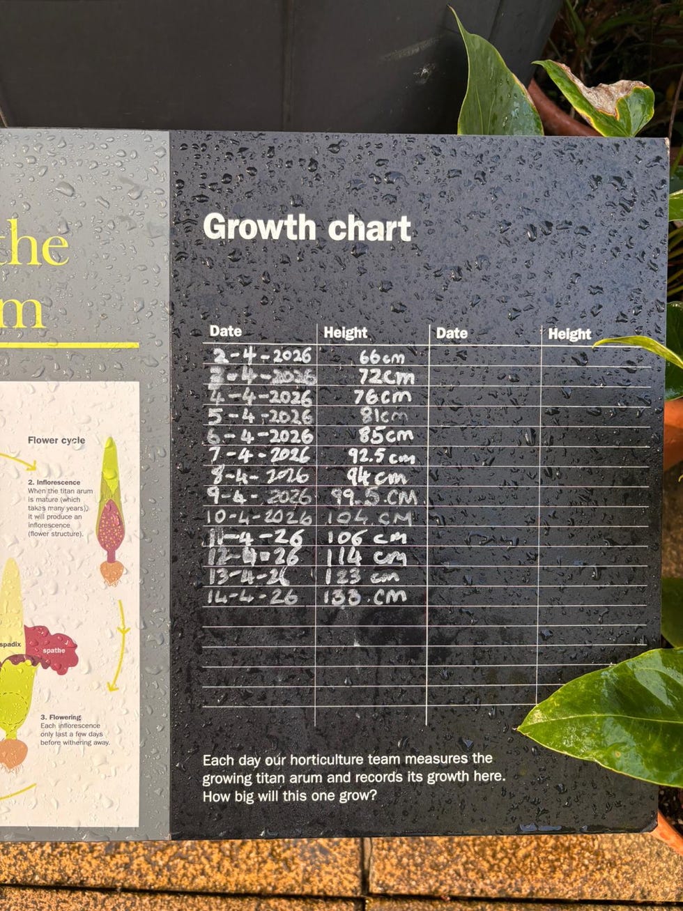 growth chart detailing the height of a titan arum over time