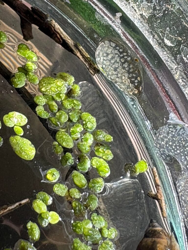 holy snail eggs
