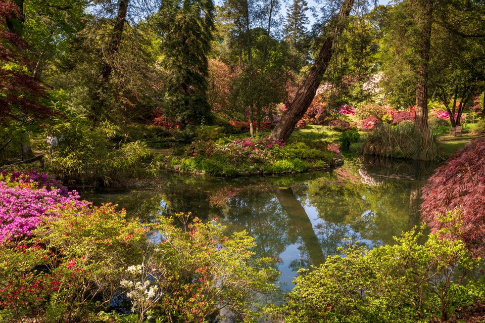 rhododendrons in bloom at exbury gardens in the new forest