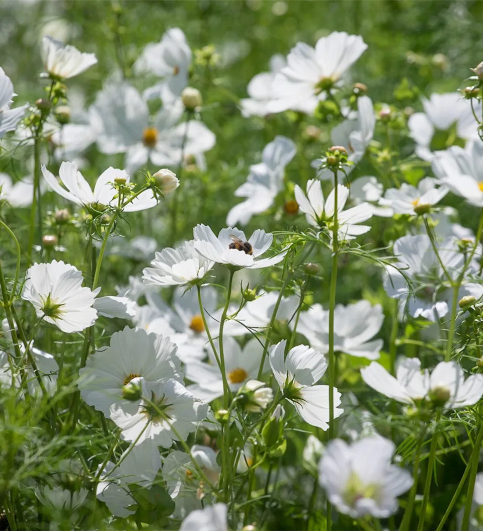 white cosmos