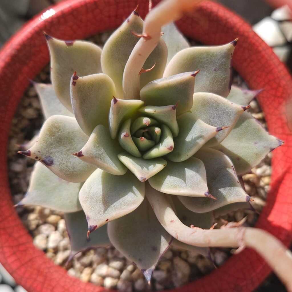 Comparison between the two varieties of Echeveria cuspidata