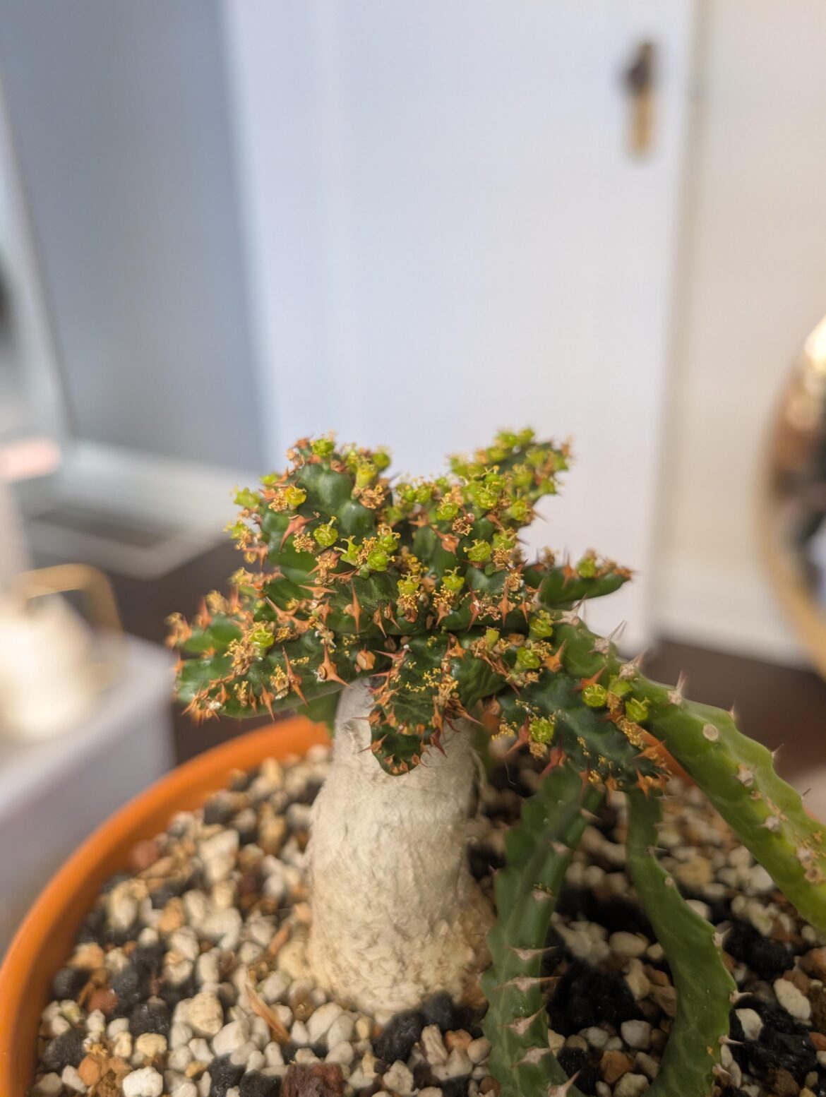 Euphorbia Stellata Seed Pods