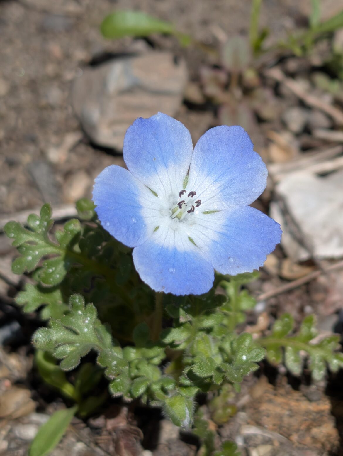 Nemophila menziesii (Baby blue eyes)