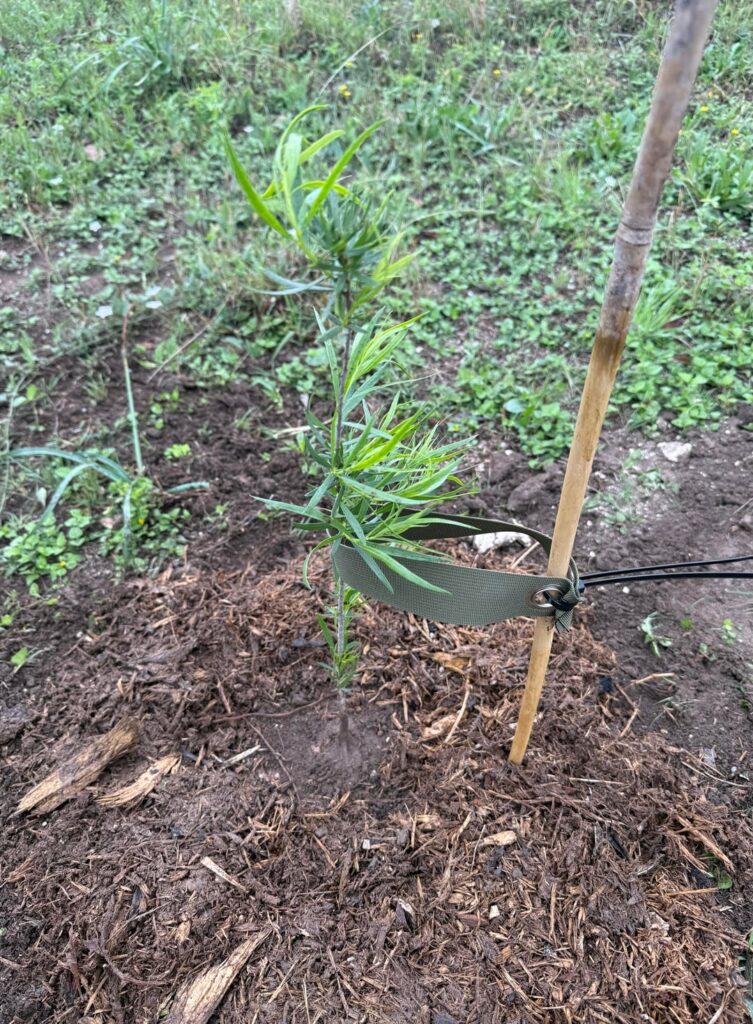 Baby Desert Willow with baby lil root flare