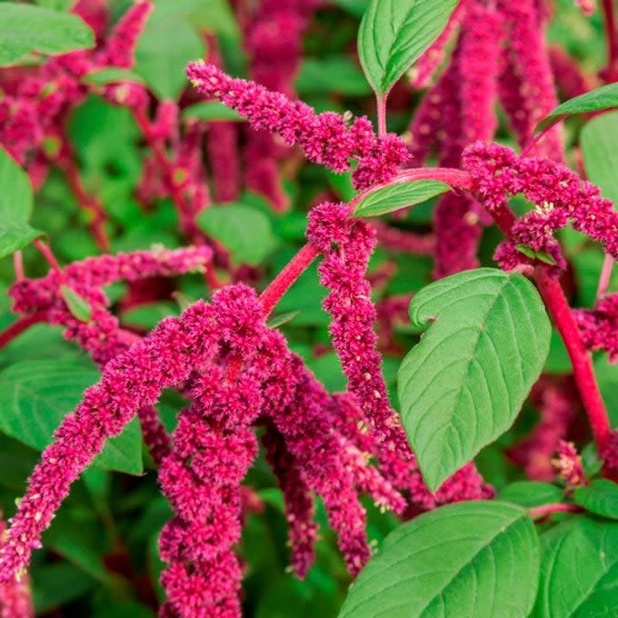 Bright red flowering plants display elongated, fuzzy clusters, surrounded by green leaves, thriving in a lush garden setting.