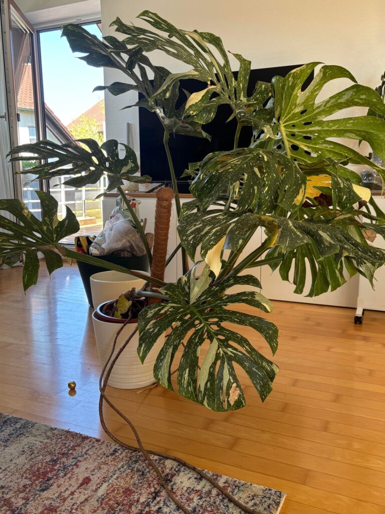 Repotting advice Repotting advice