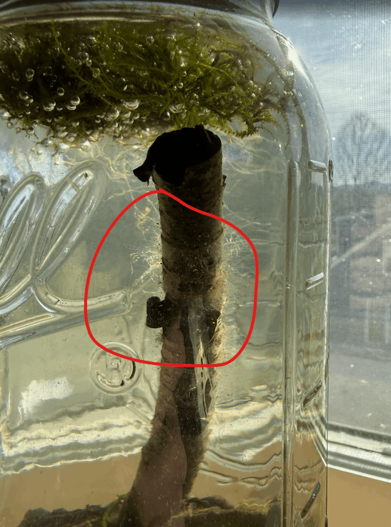 Fungi Growing on stick in Ecosphere