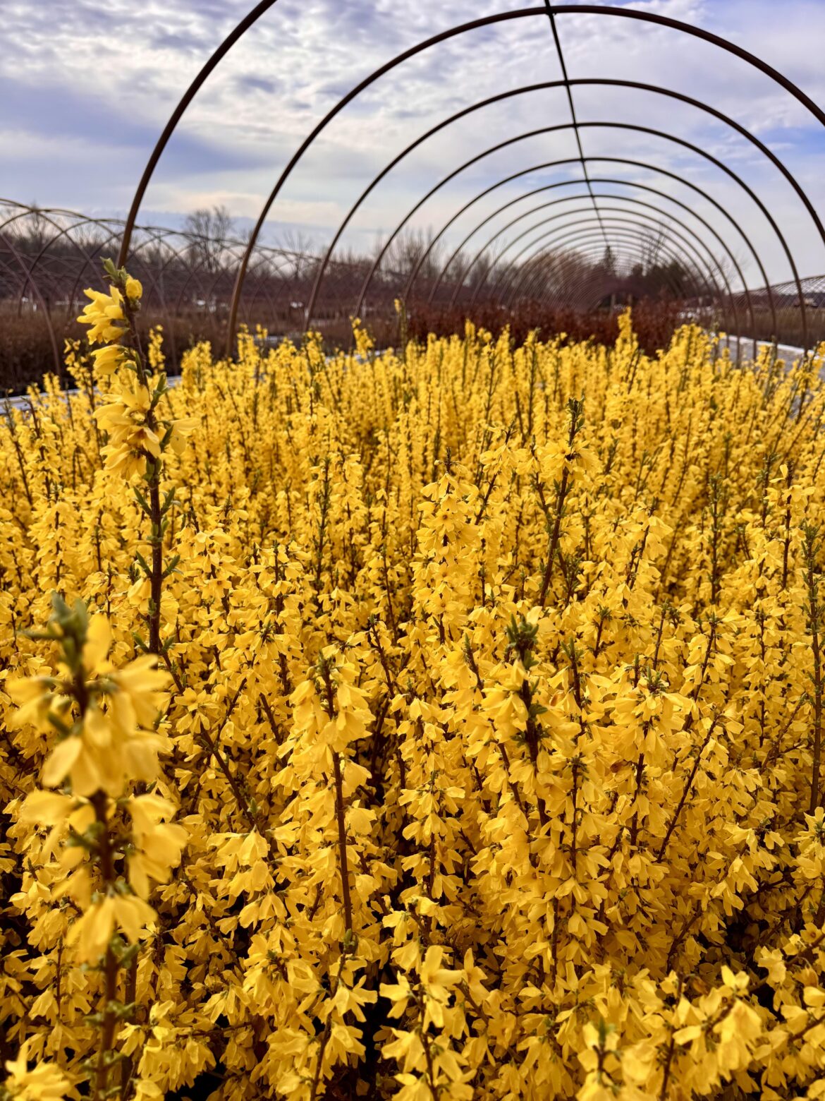 My Forsythia in peak form