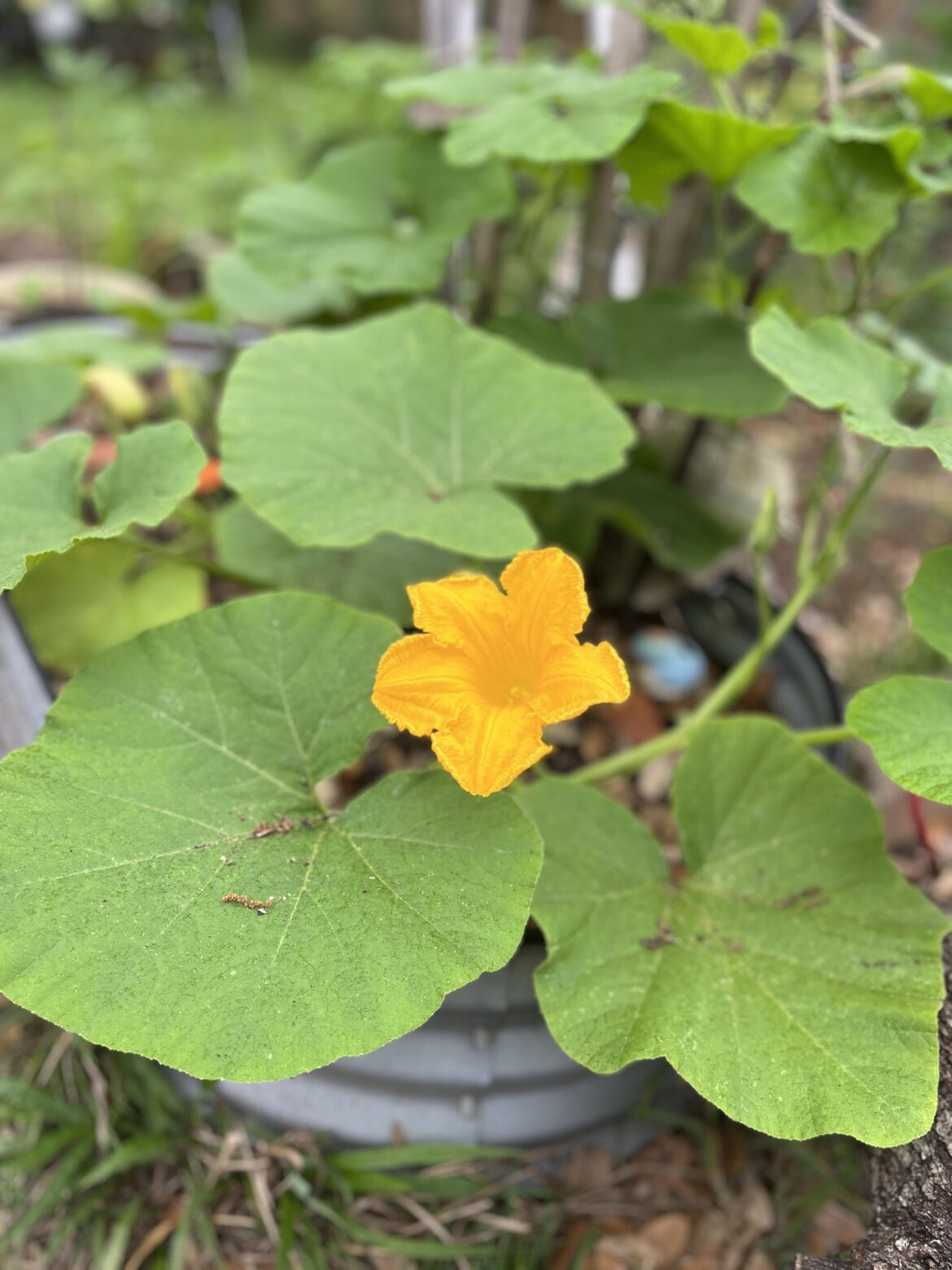 Pumpkin bloom