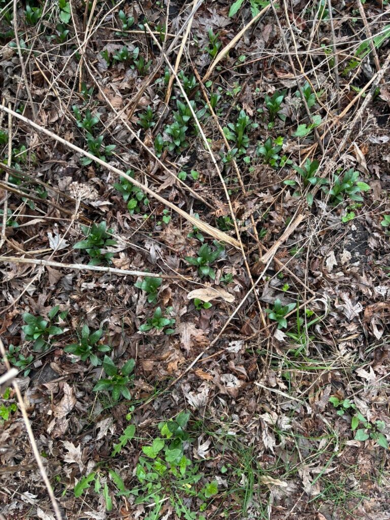 The Obedient Plant army soldiers on!