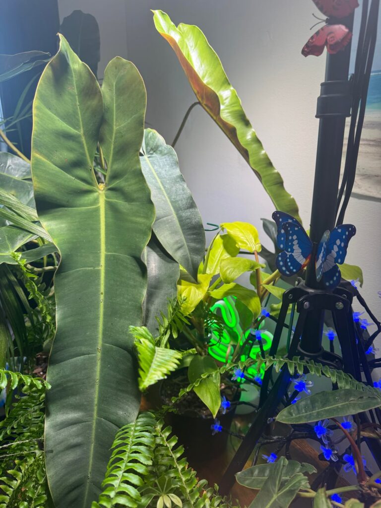 My Billietiae Black Philodendron doing its thing.