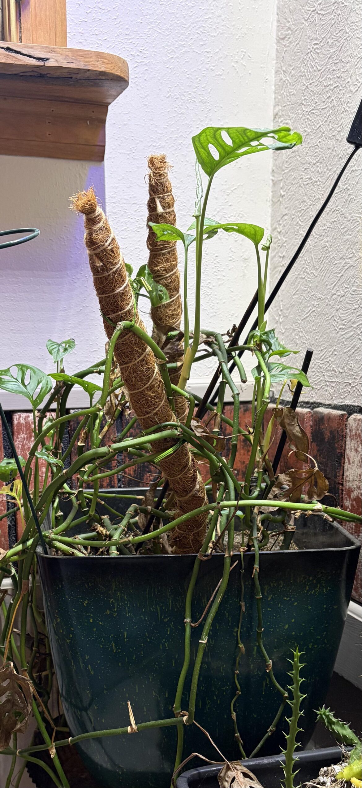 My adensonii is thriving in bright, fluorescent light!