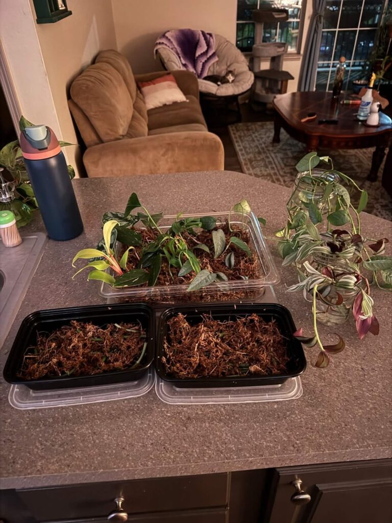 Need advice as first time prop-boxer