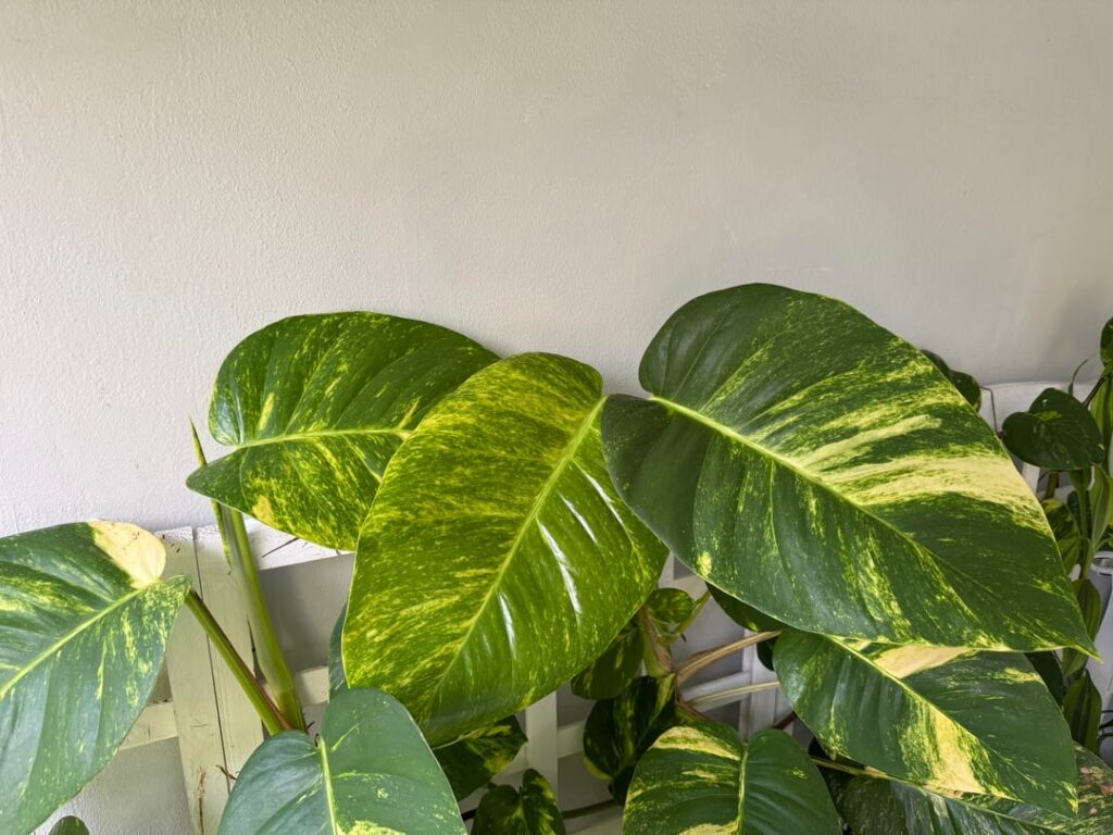 “a proper golden pothos”