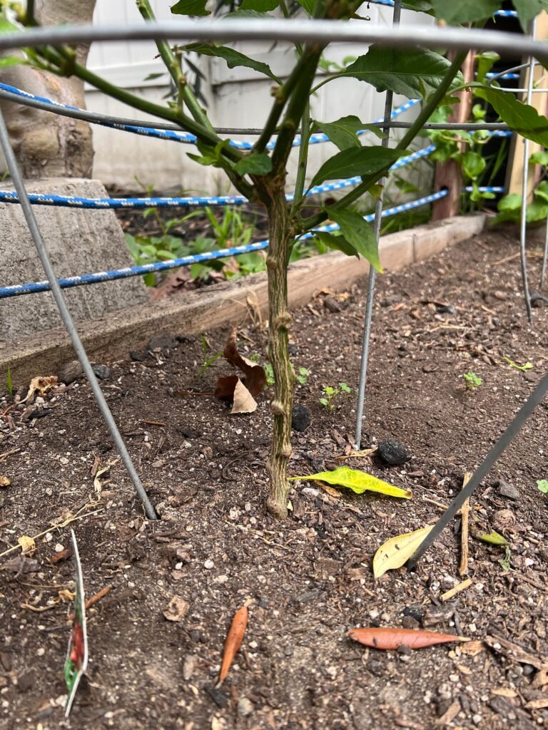 Ghost Pepper plant stem question