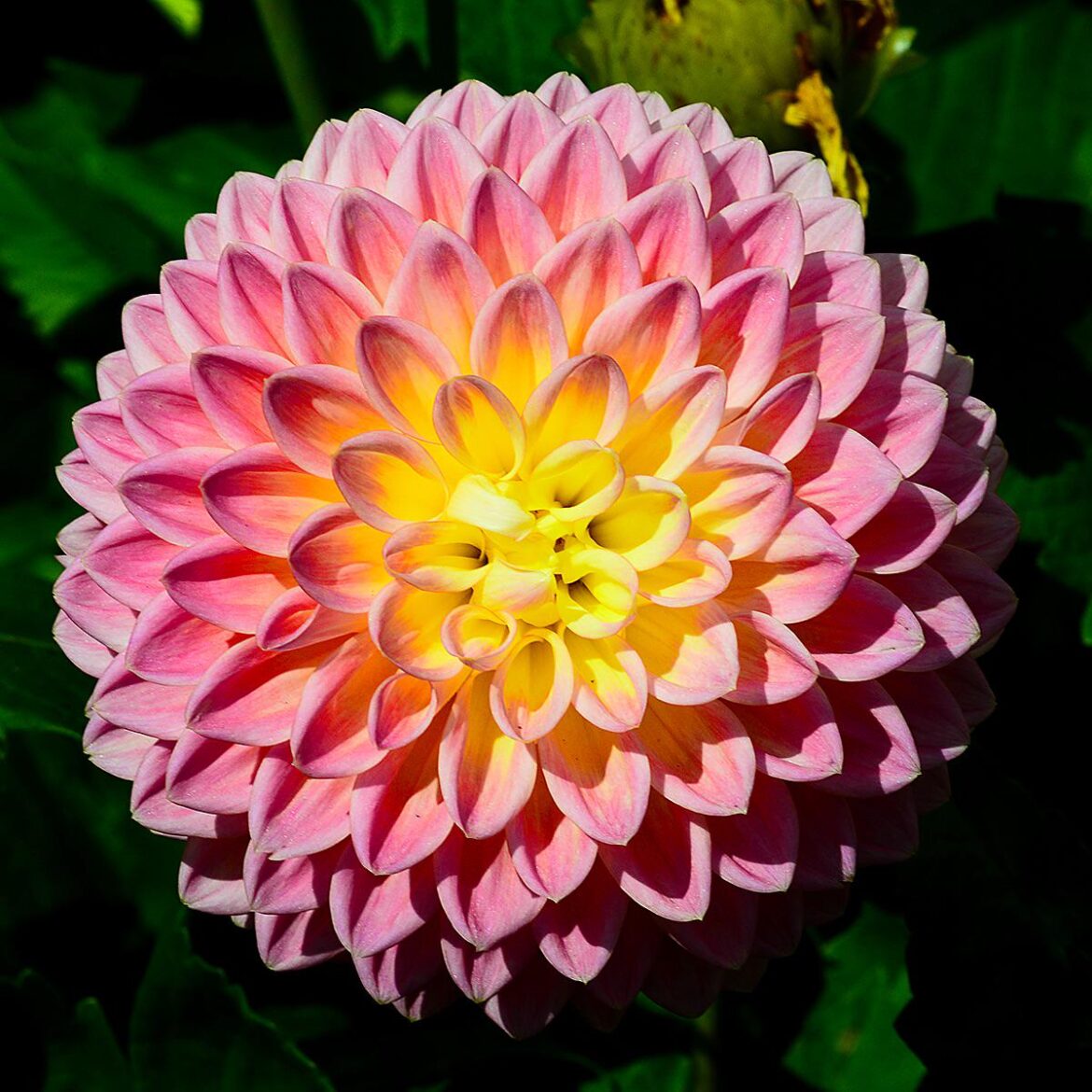 Funky disco Dahlia