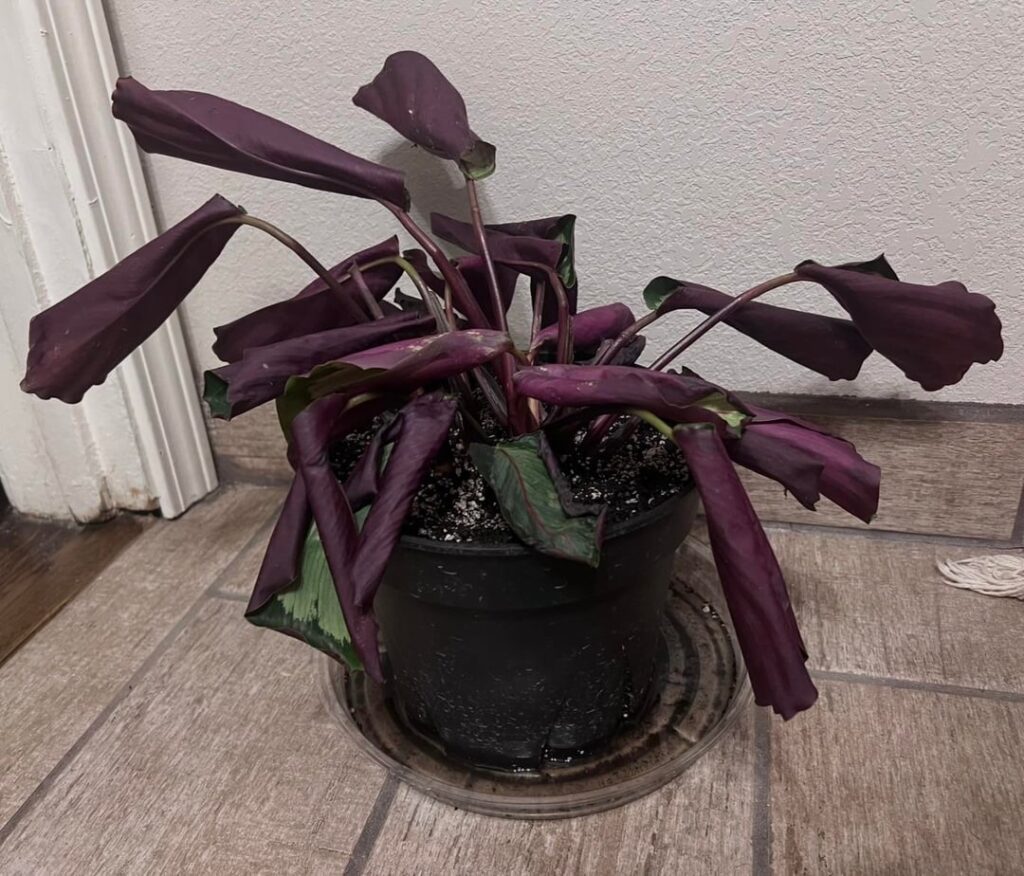 Please help save my plant 😠Please help save my plant ðŸ˜
