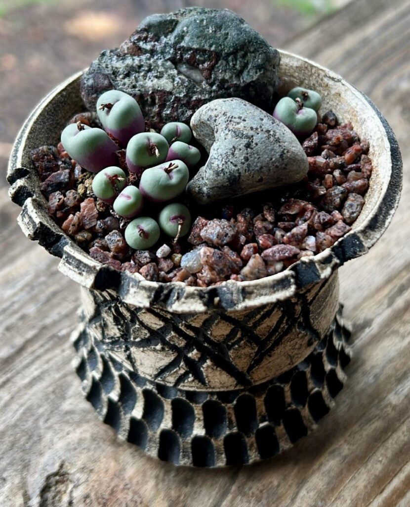 Conophytum pageae