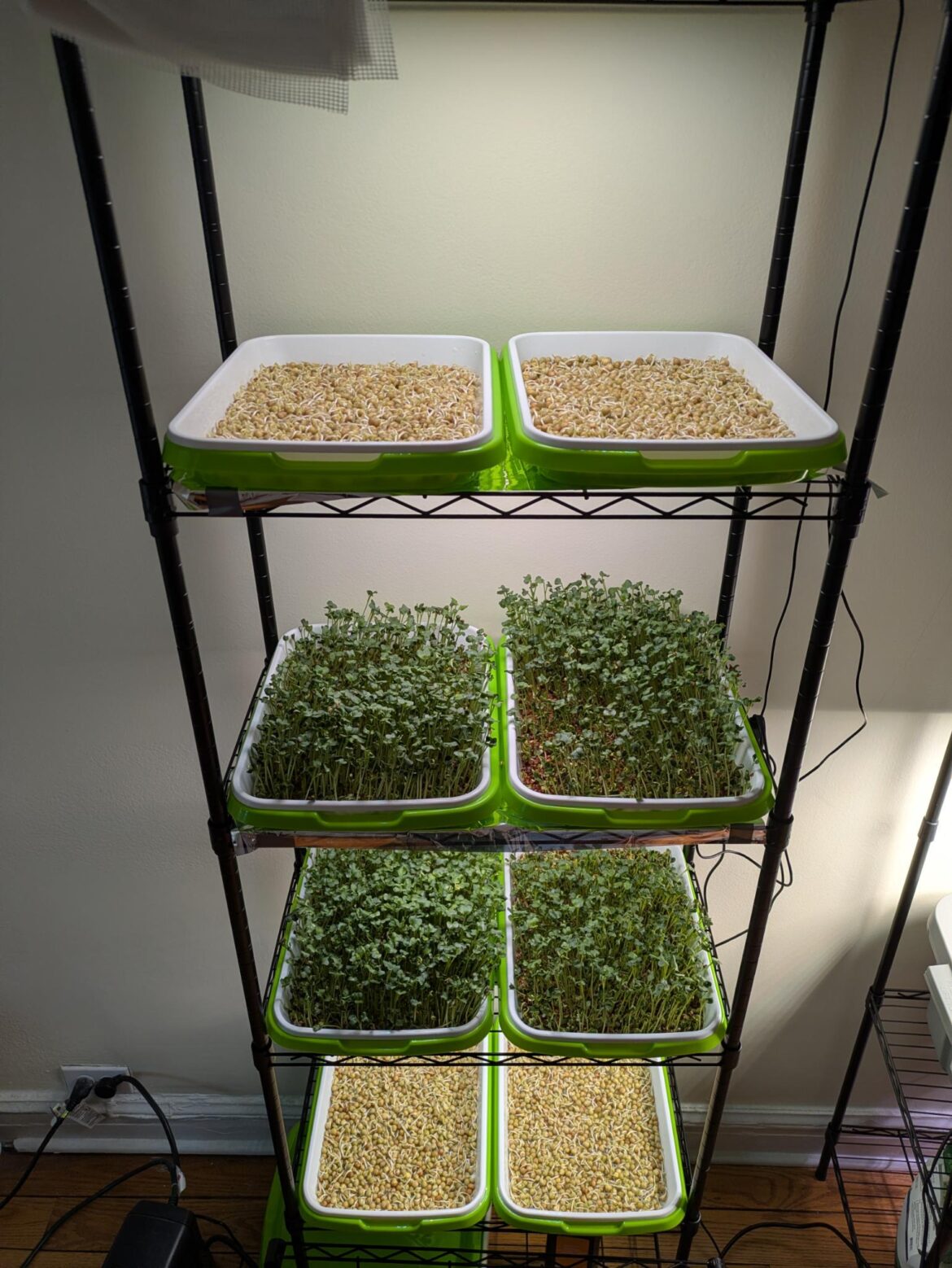 Cycling speckled peas and daikon radish