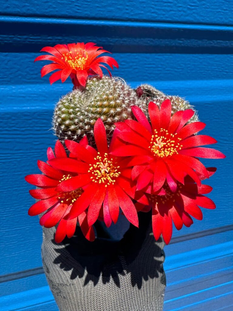 Rebutia krainziana