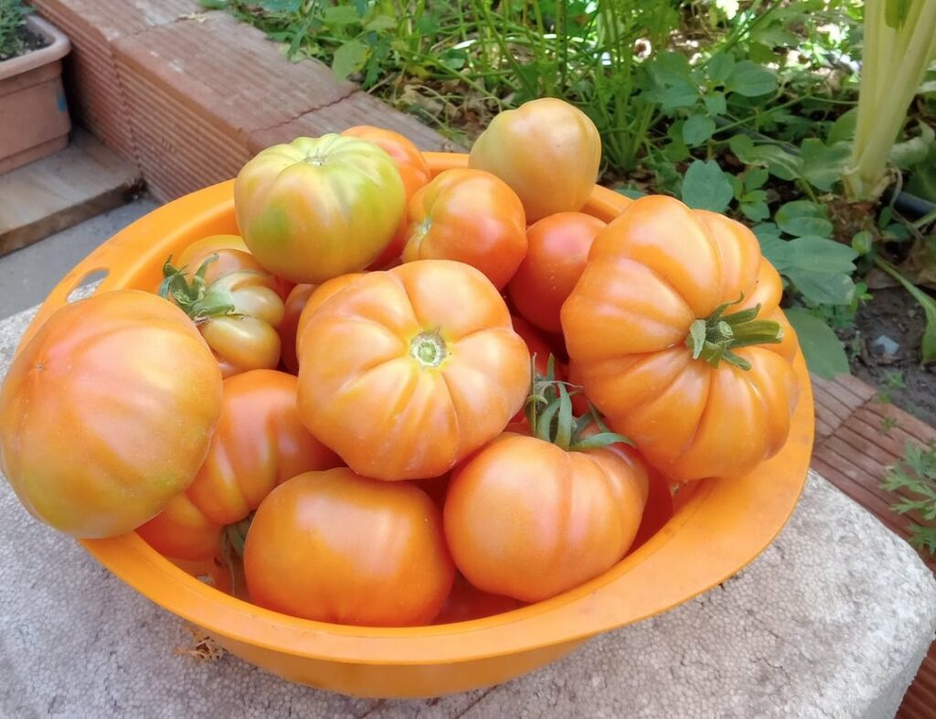 I keep harvesting more and more tomatoes from My garden, I don't know what to do with so many!!