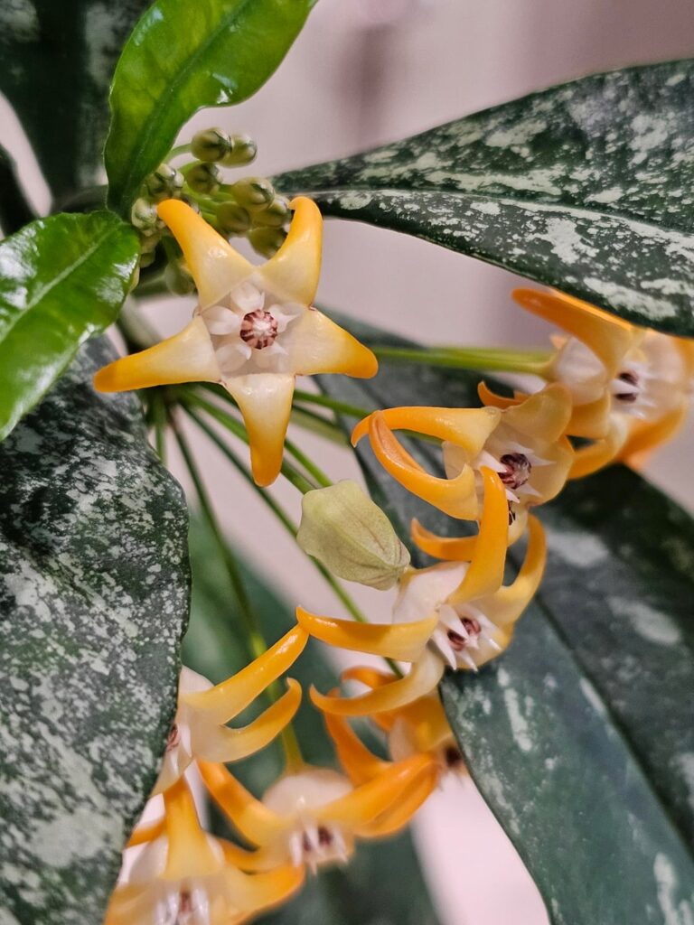 Two of my most reliable bloomers, hoya occultata and hoya lockii. They both had a difficult battle with spider mites last fall/winter, but are bouncing back beautifully! Don't give up on those pest battles! These two are in self-watering pots, in ambient conditions.