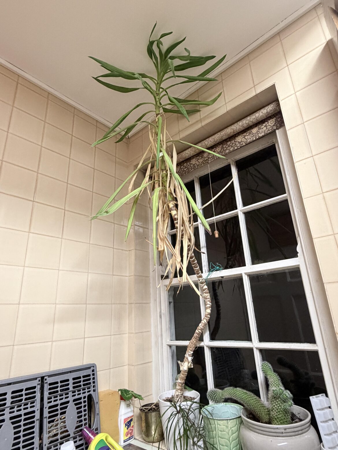 Dracaena giant leggy monster form. Open to offers :D