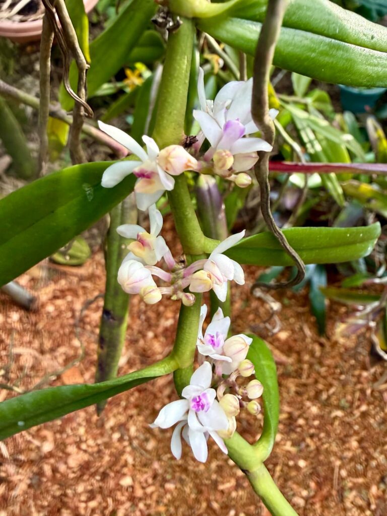 Trichoglottis brevamica