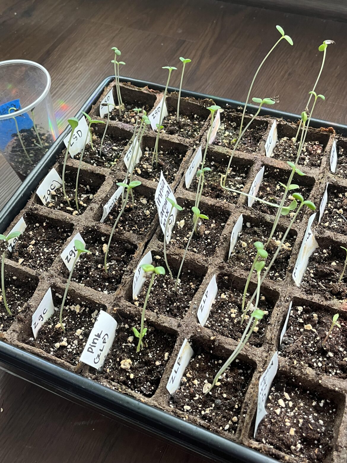 First time starting flowers! Advice needed please :)
