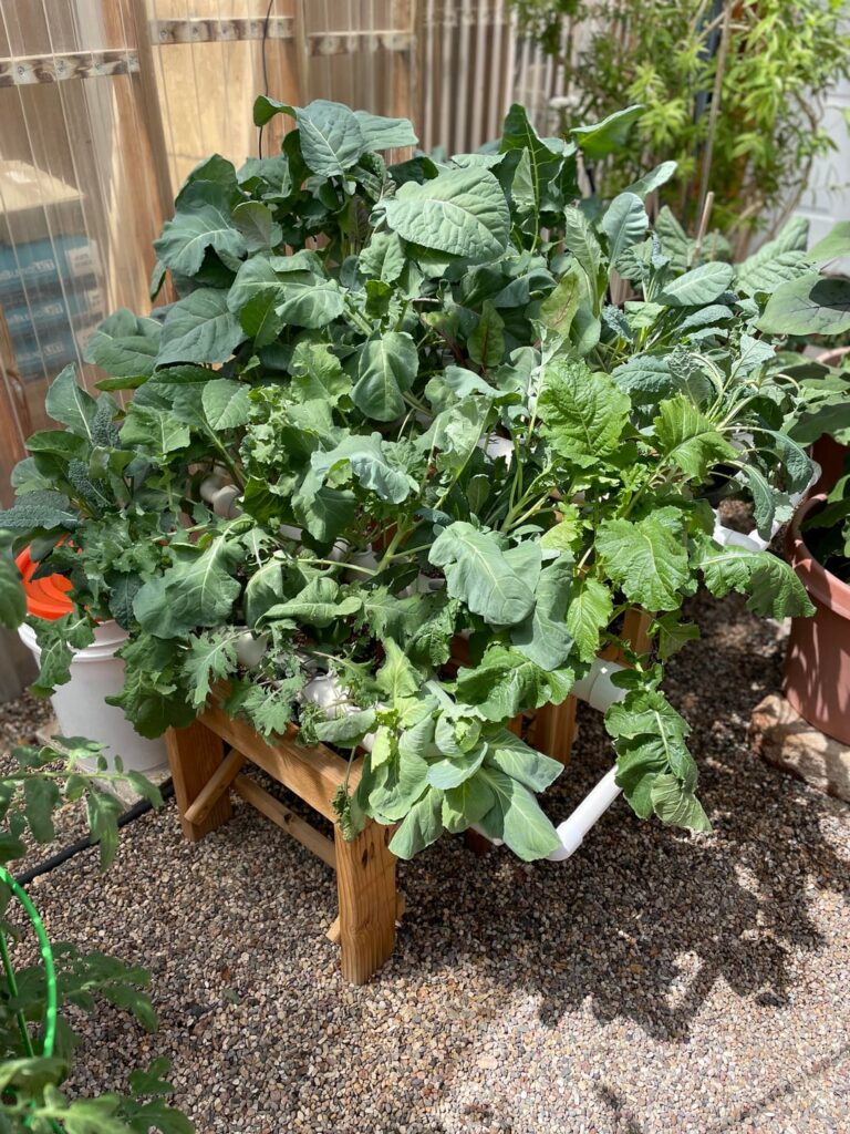 Sharing my outdoor hydroponic progress March 29 vs. today and I did have harvests in between. Sharing my outdoor hydroponic progress March 29 vs. today and I did have harvests in between.