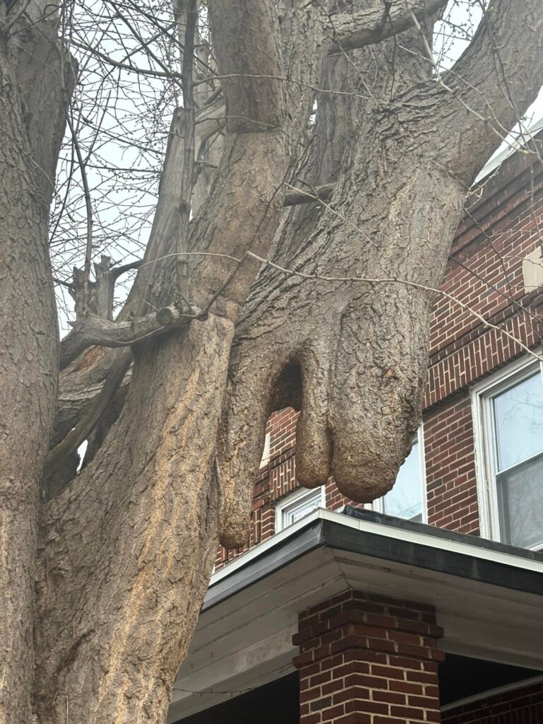 Melting Ginkgo?
