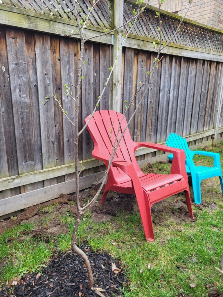 How would you prune my plum tree? (S-shape tree trunk)