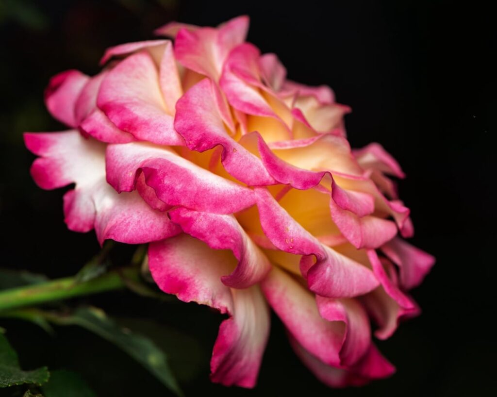 Some roses that I’ve grown