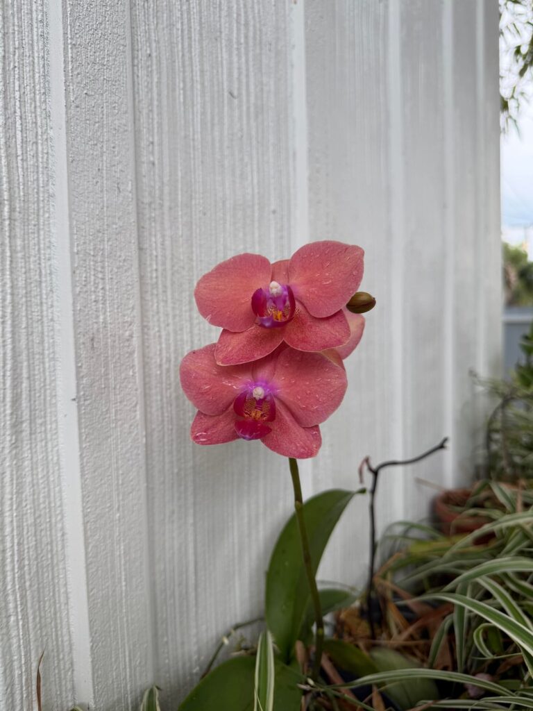 Some of my flowers