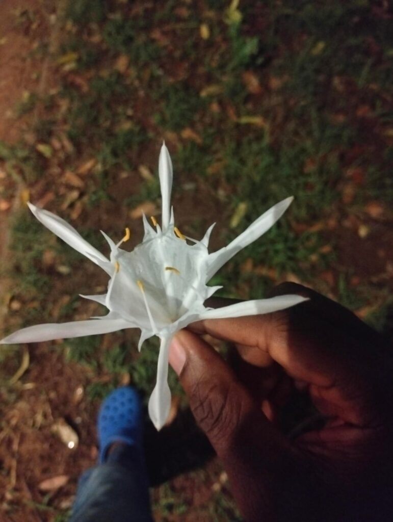What flower 🌻 is this??
