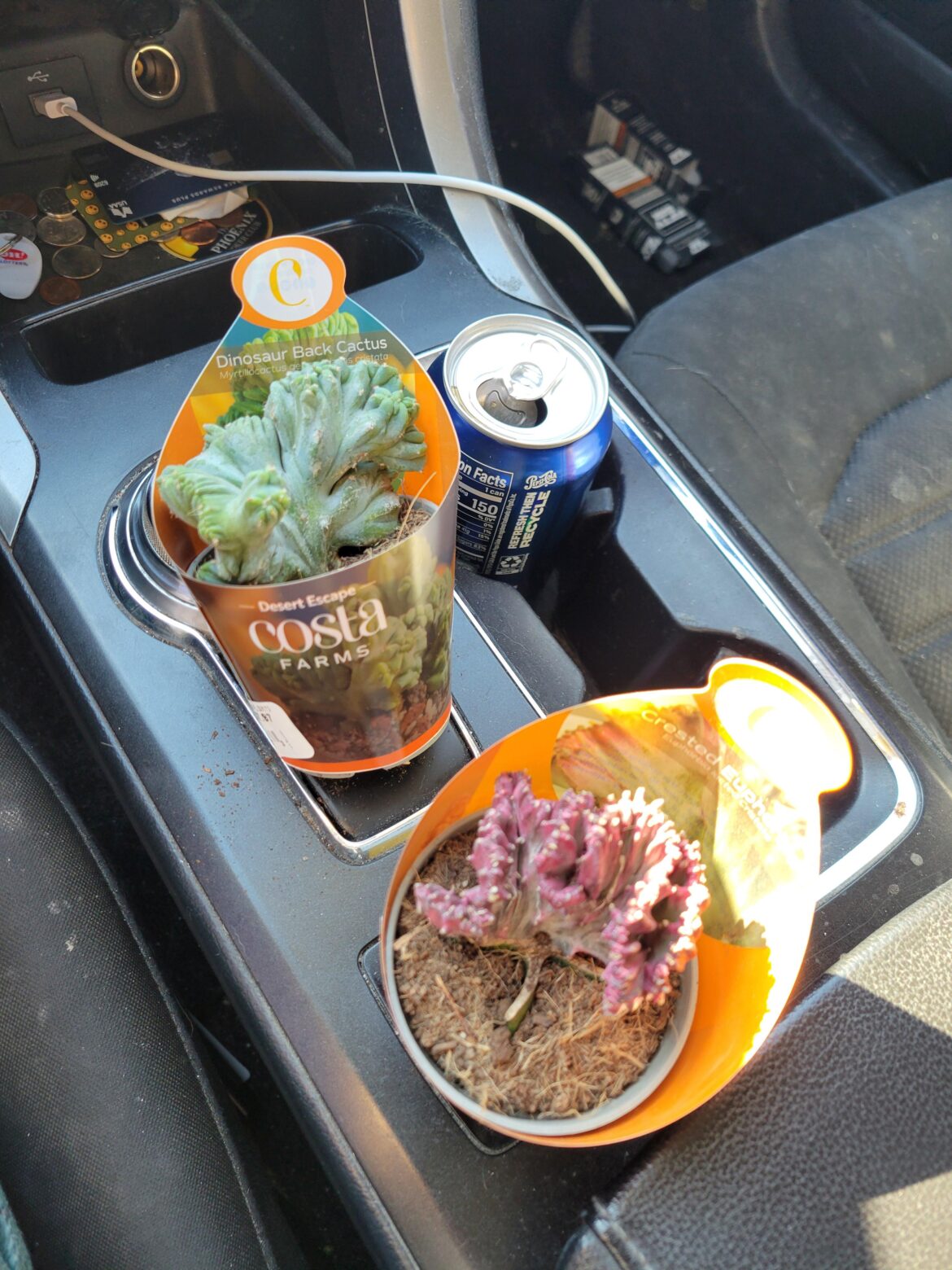 Just got these at Walmart. Im new to cacti. But these look cool.