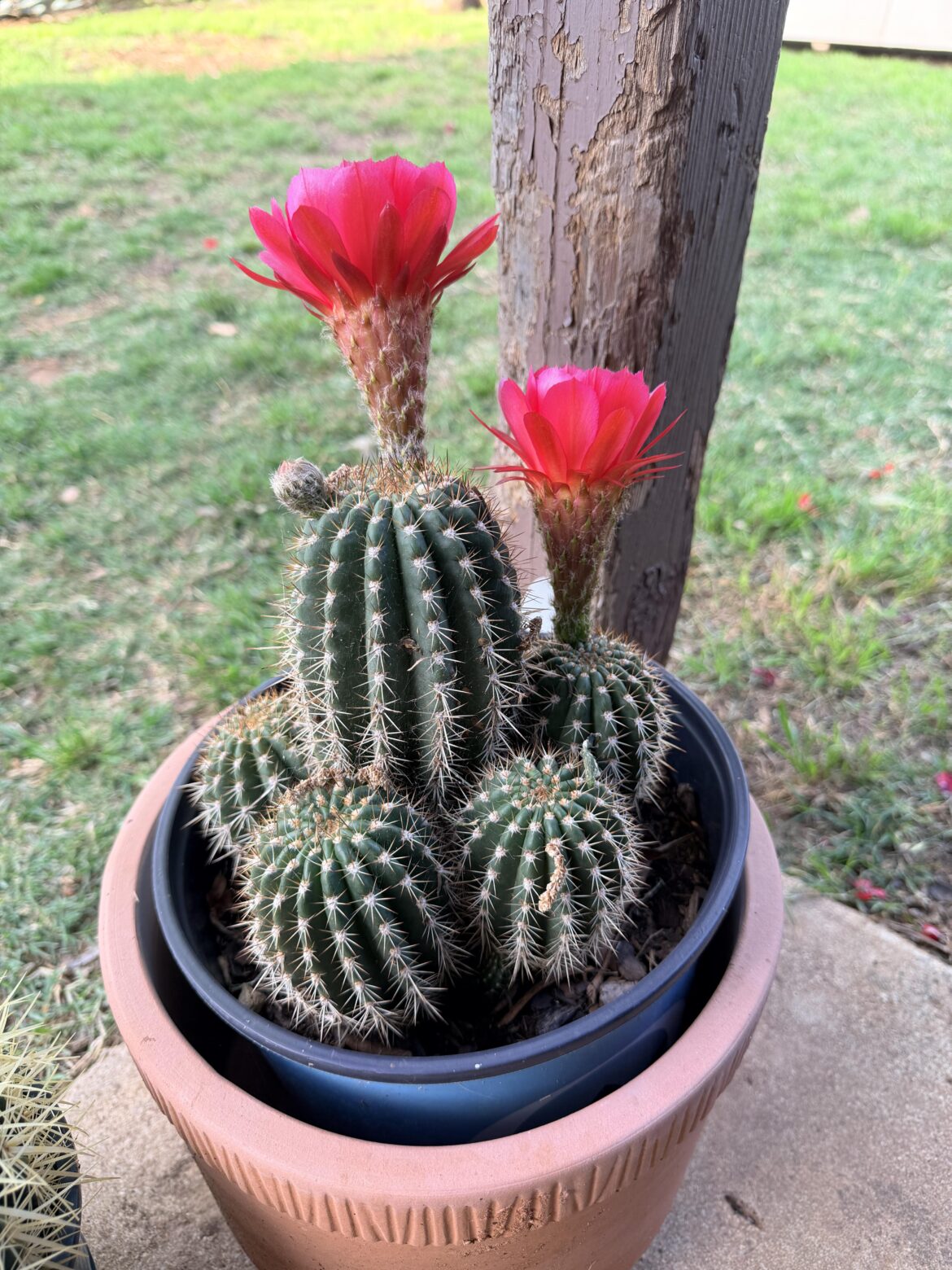 First time it's bloomed and I've had it for 3 years 🙂